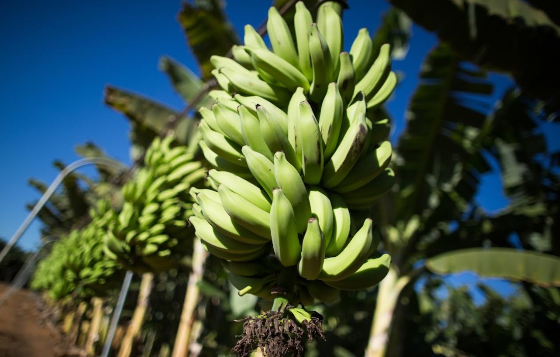 Evento vai debater os desafios da bananicultura em Goiás