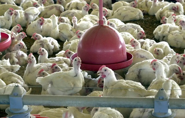 Exportações de carne de frango do Brasil para China e UE estão suspensas