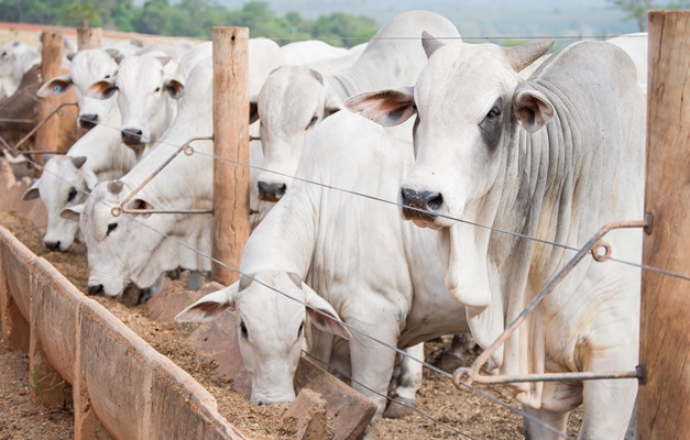 Exportações do agro em Goiás somam US$ 11,7 bilhões em 2022