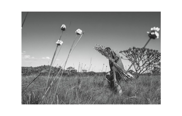 Exposição 'Dentro' de Adriana Bittar destaca biomas brasileiros em Goiânia