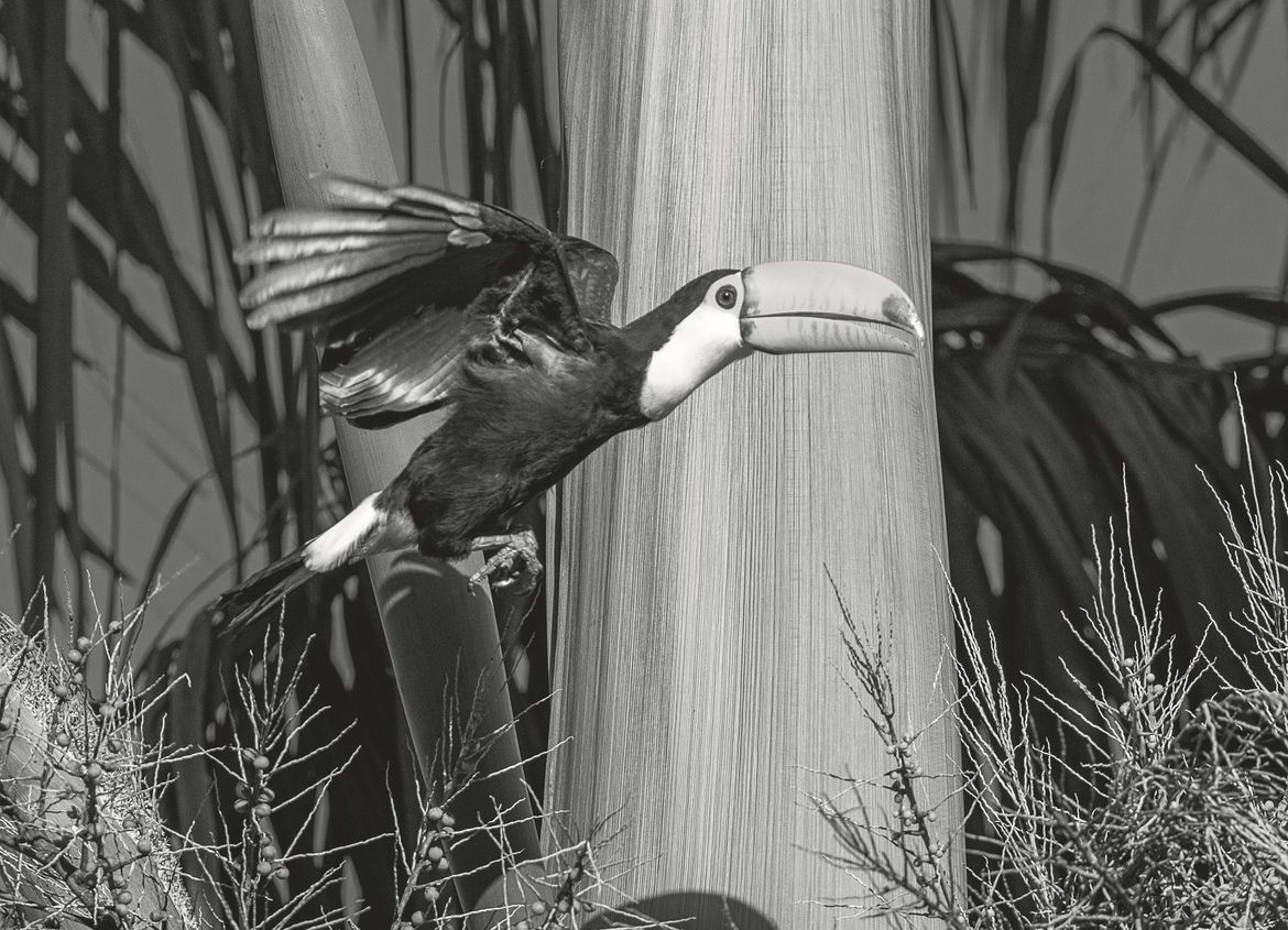 Exposição fotográfica em Goiânia propõe reflexão sobre biodiversidade 