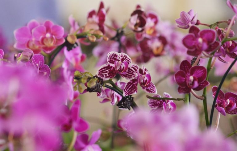 Exposições de orquídeas arrecadam alimentos para Santa Casa de Goiânia