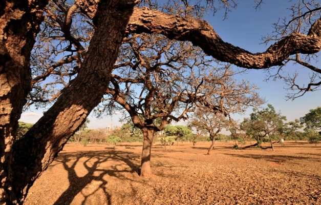 Faeg alerta produtores e pecuaristas sobre previsão de seca