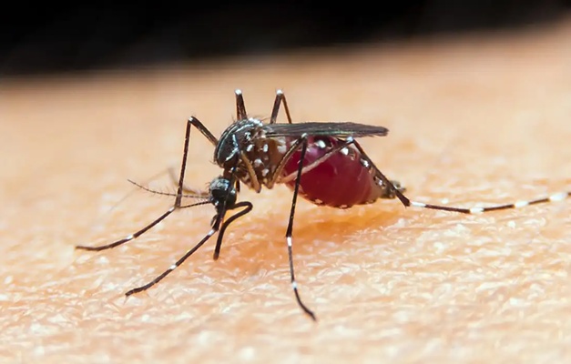Falta de diagnóstico é obstáculo para eliminação da malária no Brasil
