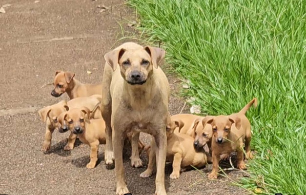 Família de cães com cerca de 8 filhotes é abandonada em praça de Goiânia