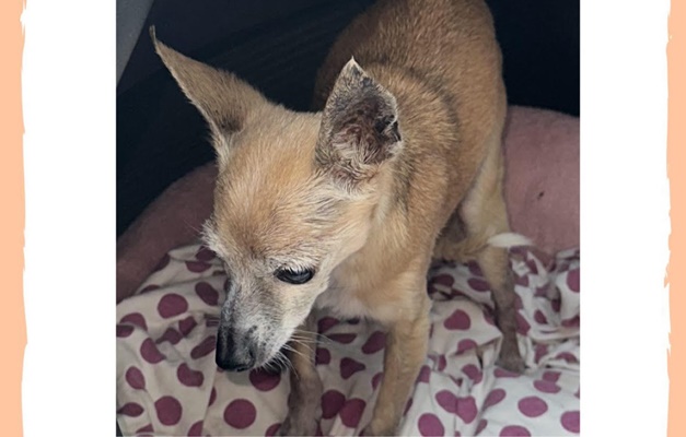 Família procura cadela que desapareceu no Parque Atheneu, em Goiânia