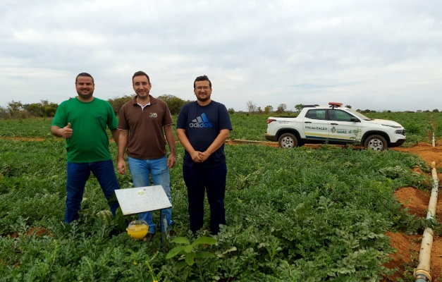 Fazenda em Mundo Novo busca reconhecimento para exportar melancia