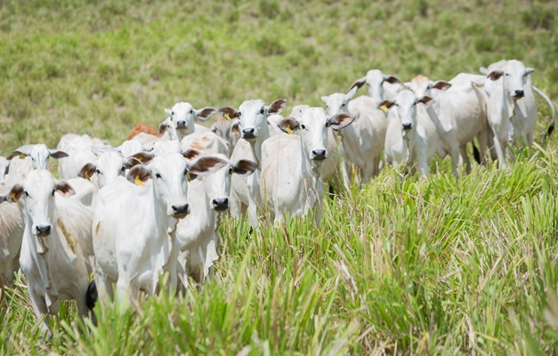 FCO aprova mais de R$ 36 milhões para investimentos no campo em Goiás