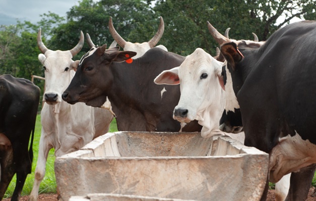 FCO Rural aprova mais de R$ 19 milhões para investimentos na agropecuária