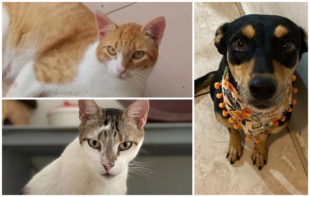 Feira de Adoção Pet reúne cães e gatos em Goiânia