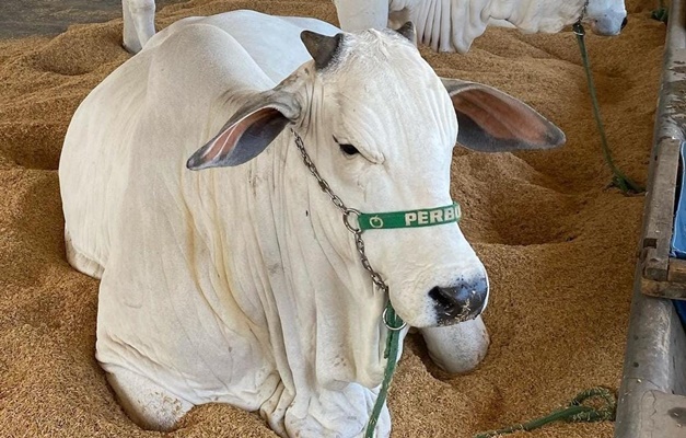 Feira Goiás Genética traz mais de 500 animais de elite a Goiânia