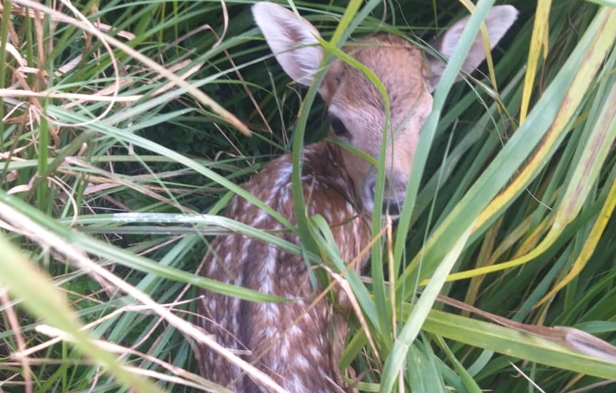 Feriado marca chegada de três novos animais ao Zoológico de Goiânia