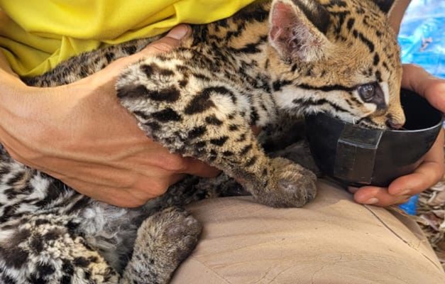 Filhote de jaguatirica é resgatado em incêndio na Serra Dourada