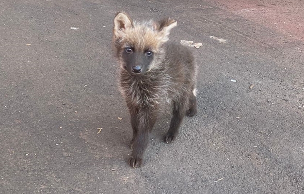 Filhote de lobo-guará é resgatado após mãe ser atropelada em Caiapônia 