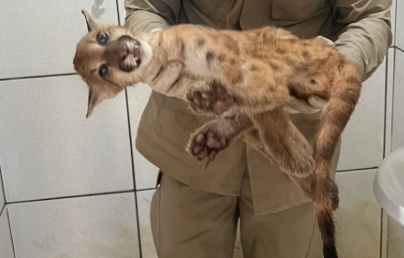 Filhote de onça é resgatado após atropelamento em São Miguel do Araguaia