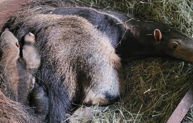 Filhote de tamanduá-bandeira é nova atração do Zoológico de Goiânia