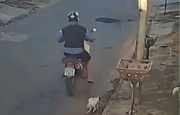 Filhotes de cachorro são abandonados no setor Estrela Dalva