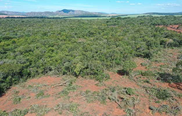 Fiscalização evita desmate de 150 hectares em cidade turística de Goiás 