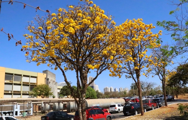 Florada de ipês conta com mais de 50 mil árvores em Goiânia 