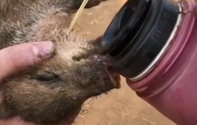 Fogo destrói 20 hectares de pastagem e mata nativa em São Miguel do Araguaia