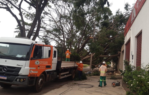 Força-tarefa remove 60 árvores que caíram após chuvas em Goiânia