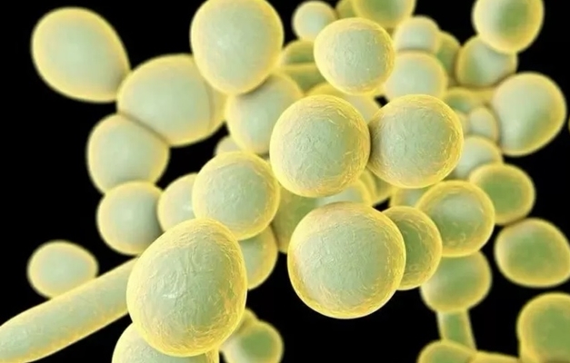 Fungo potencialmente letal ataca pacientes com covid na Índia