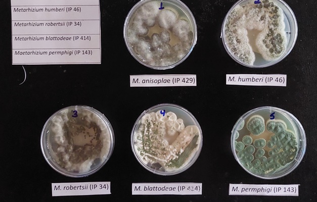 Fungos catalogados pela UFG são testados para uso no campo