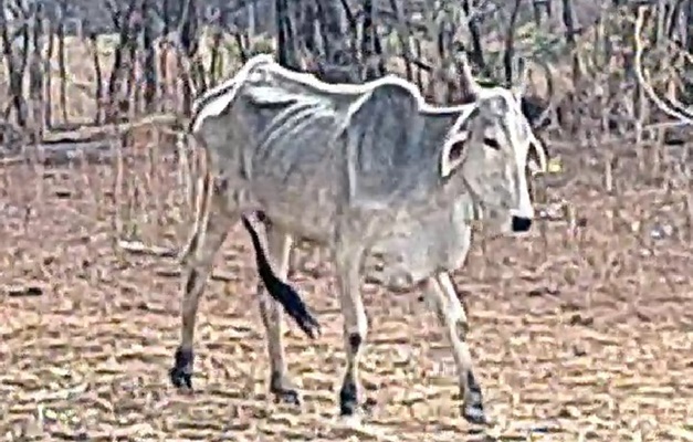 Gado que sobreviveu a maus-tratos em Guarani de Goiás será leiloado