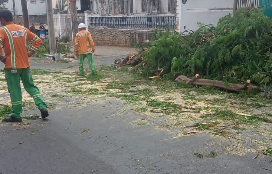 Galhos de árvore que bloqueavam rua do Setor Oeste são retirados