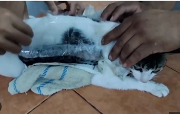 Gato 'narcotraficante' é 'capturado' após levar drogas para prisão na Costa Rica