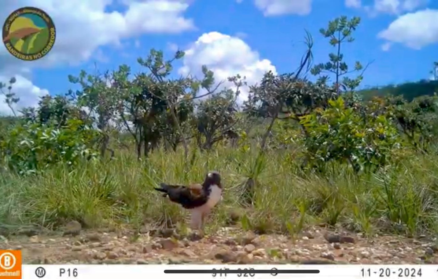 Gavião de 1,5 metro de envergadura é filmado em corredor ecológico de Goiás