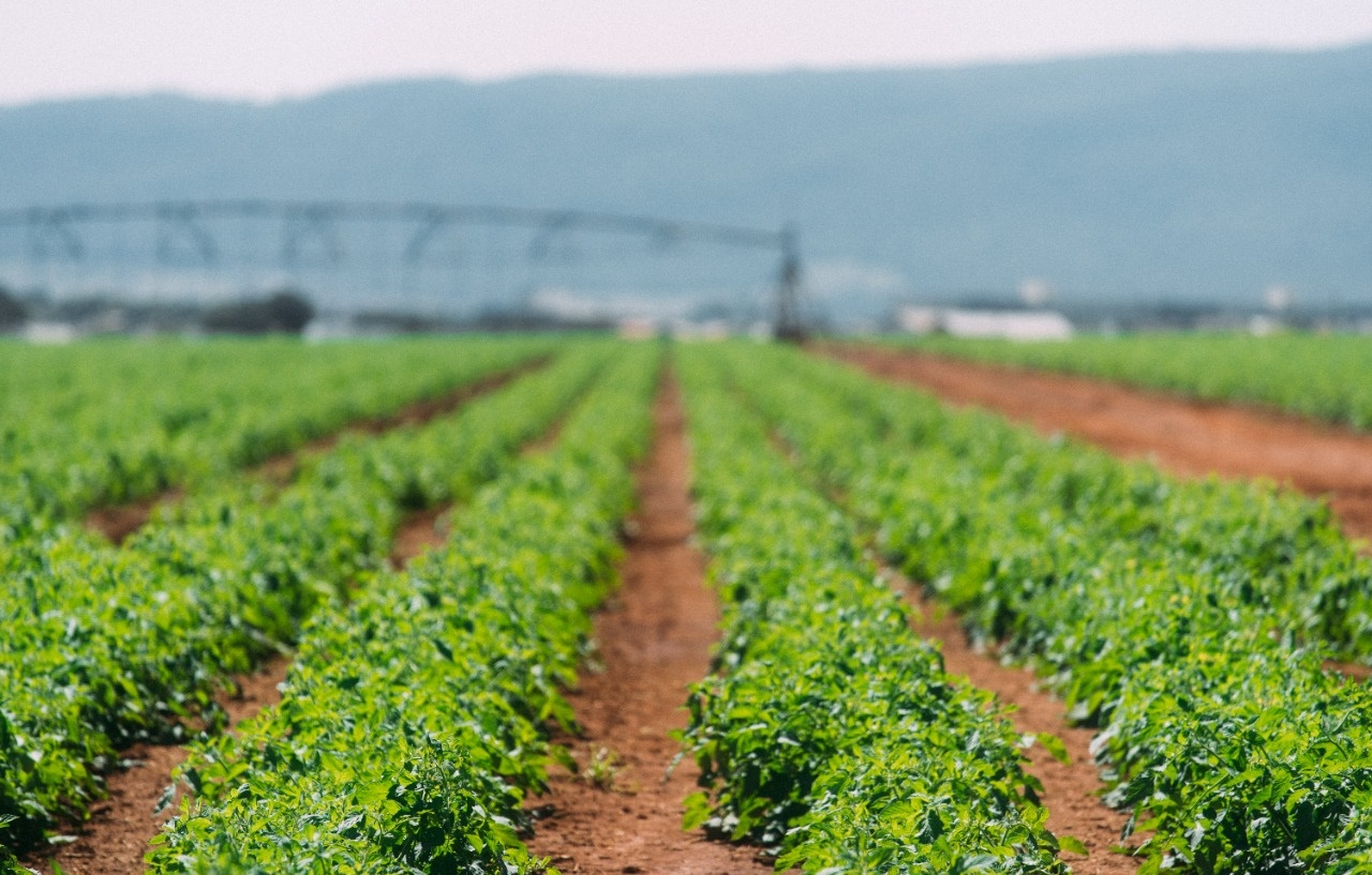 Goialli: plantio do tomate industrial tem início em Goiás 