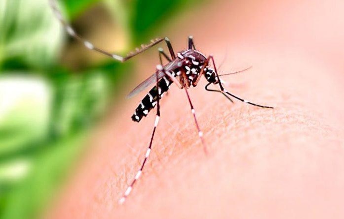 Goiânia decreta situação de emergência por epidemia de dengue