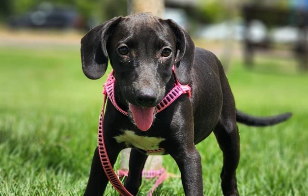 Goiânia recebe evento de adoção de animais neste sábado (22/3)