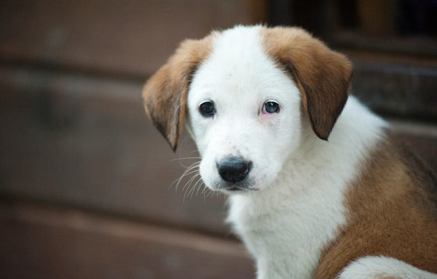 Goiânia recebe feira de adoção de pets nesta quinta-feira (21)