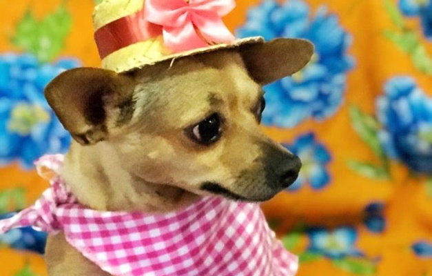 Goiânia recebe festa junina que deve reunir pets de todas as raças e portes