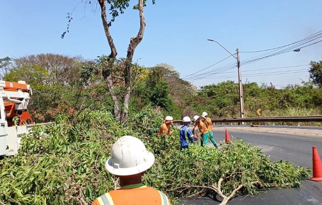 Goiânia reforça poda de jamelões e limpeza das vias no período chuvoso