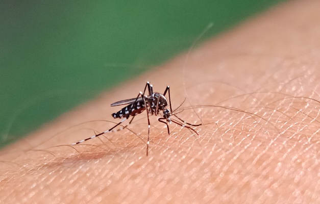Goiânia registra 2,3 mil casos confirmados de dengue em 2025 