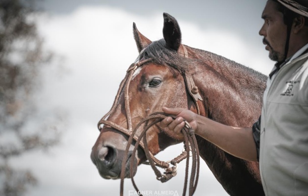 Goiânia sediará nova etapa da Exposição Passaporte do Cavalo Crioulo