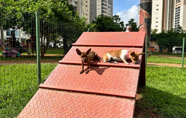 Goiânia tem 73 espaços recreativos para o bem-estar de cães e gatos 