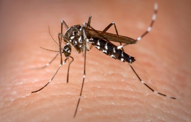 Goiânia tem redução de 66,3% nos casos de dengue em 2023