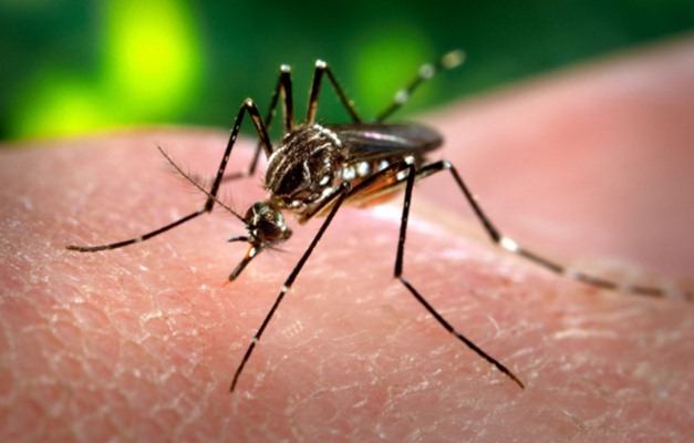 Goiás adota medidas de monitoramento do zika vírus