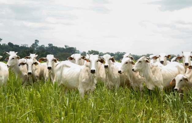 Goiás bate recorde de abate de bovinos no 1º trimestre de 2025