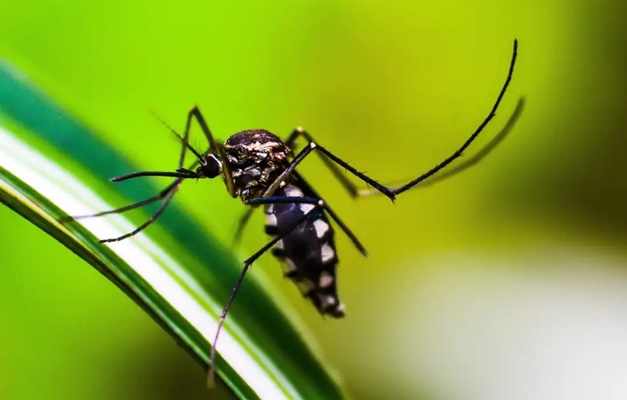 Goiás chega a 44 mortes por dengue e 42.851 casos confirmados da doença