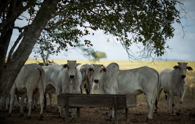 Goiás contabilizou mais de 22 milhões de cabeças de bovinos em 2024