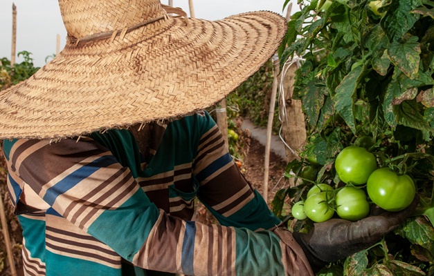 Goiás deve responder por quase um terço da produção de tomate em 2023