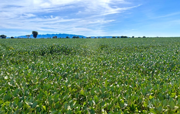 Goiás deve ter recorde no valor bruto da produção agropecuária em 2025