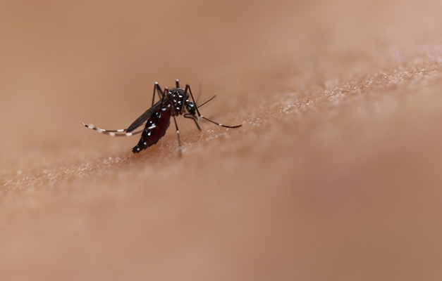 Goiás é o 3º Estado com mais mortes por dengue no Brasil em 2021