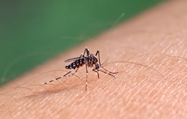 Goiás e outros 5 estados respondem por 84% dos casos de dengue no Brasil