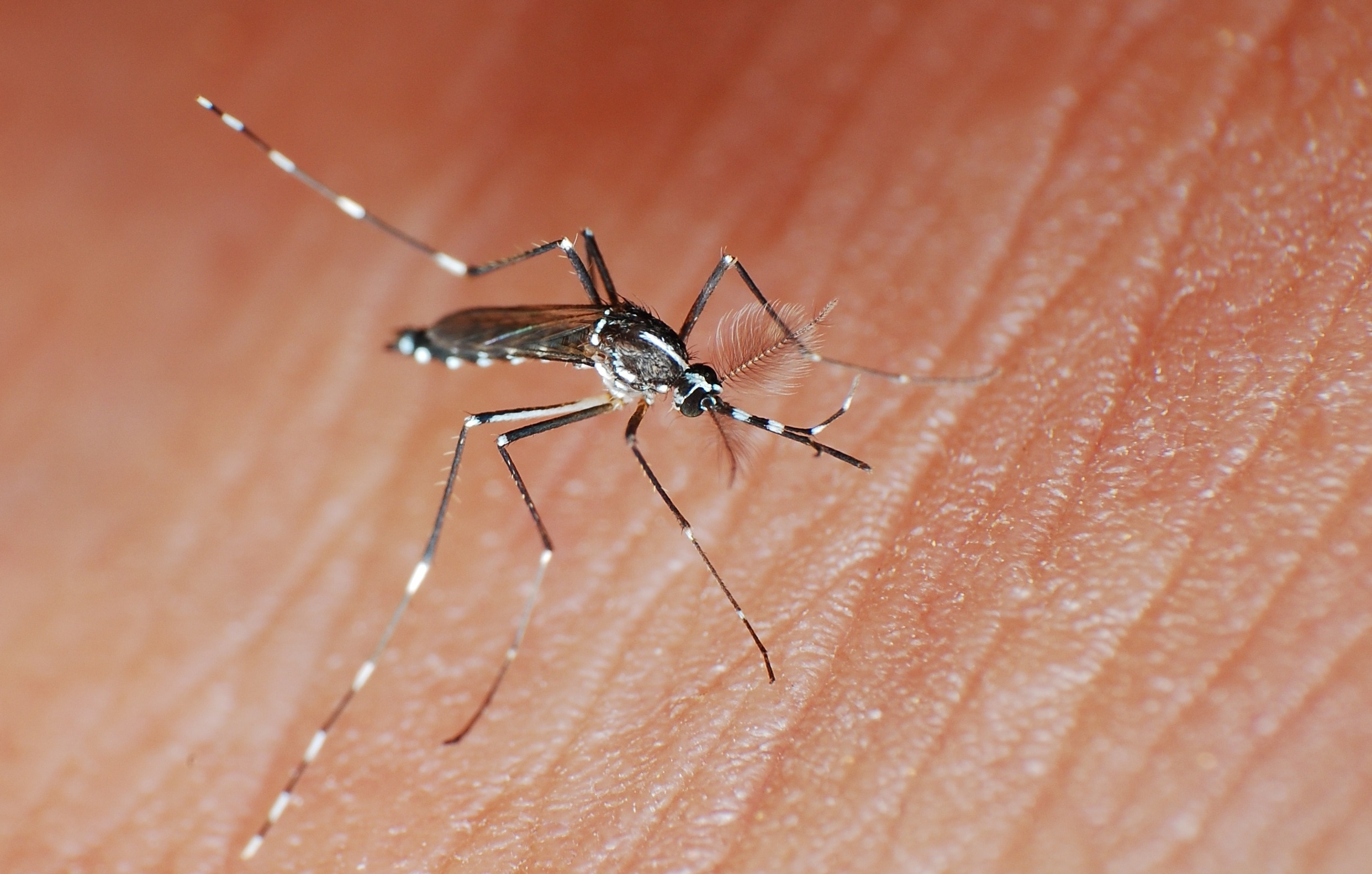 Goiás enfrenta epidemia de dengue, alerta secretário de Saúde